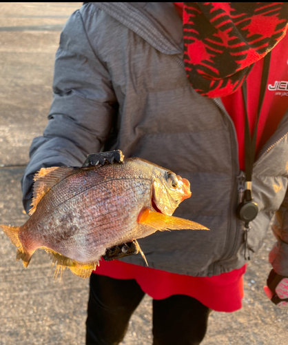 ウミタナゴの釣果