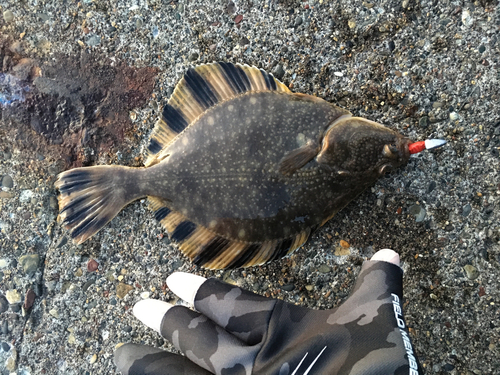 カレイの釣果