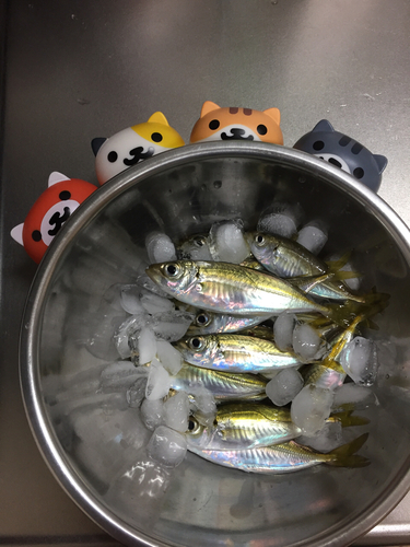 アジの釣果