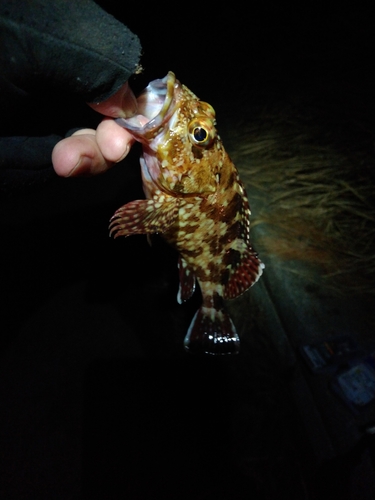 カサゴの釣果