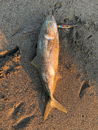 イナダの釣果