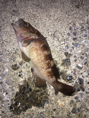 エゾメバルの釣果