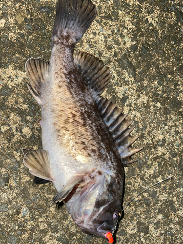 ソイの釣果