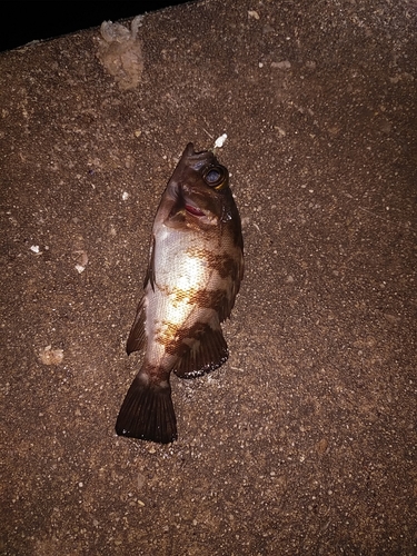 クロメバルの釣果