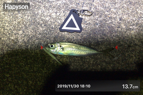 アジの釣果