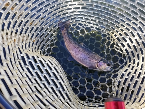 ニジマスの釣果