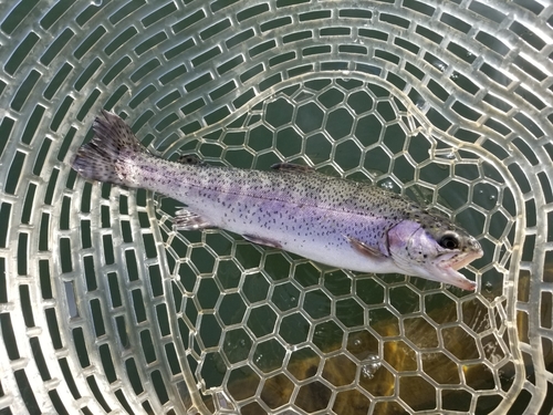 ニジマスの釣果