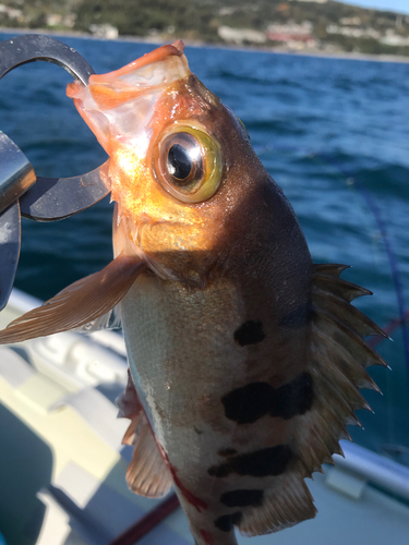 メバルの釣果