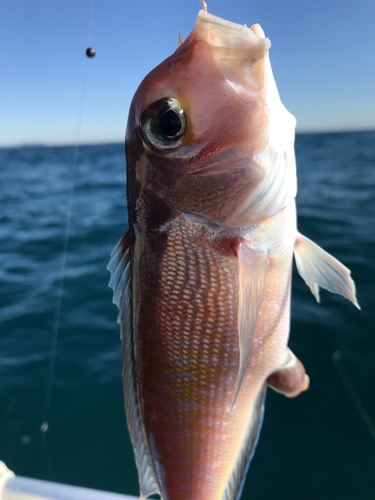 アマダイの釣果