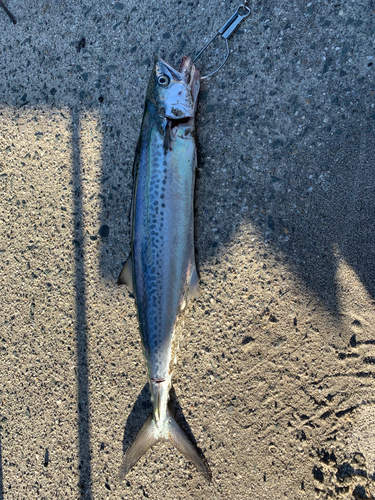 サゴシの釣果