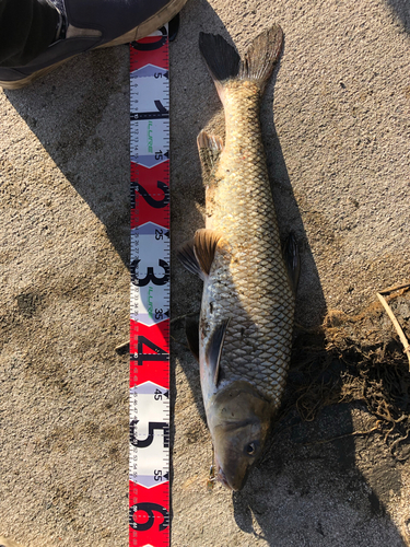 ニゴイの釣果