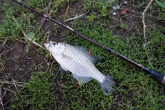 オオクチユゴイの釣果