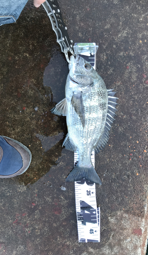 クロダイの釣果