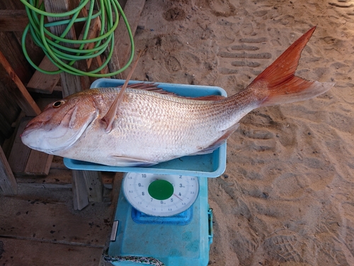 マダイの釣果