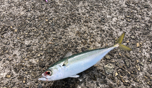 サバの釣果