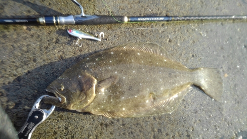 ヒラメの釣果