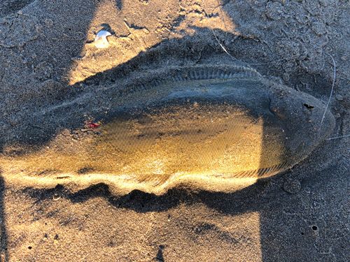 シタビラメの釣果