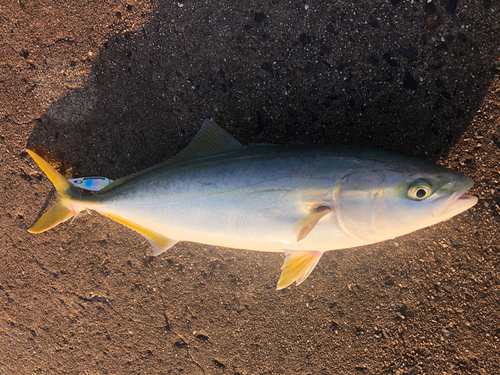 ツバスの釣果