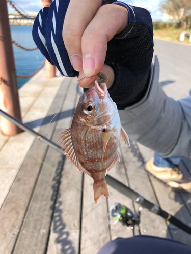 チャリコの釣果