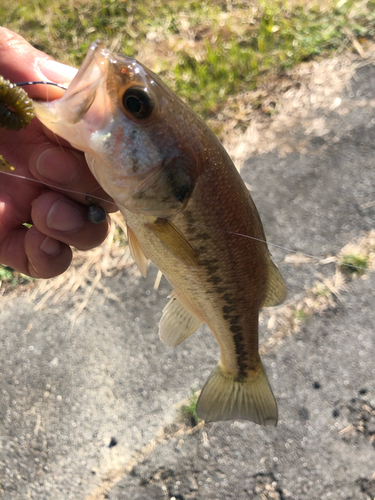 ブラックバスの釣果