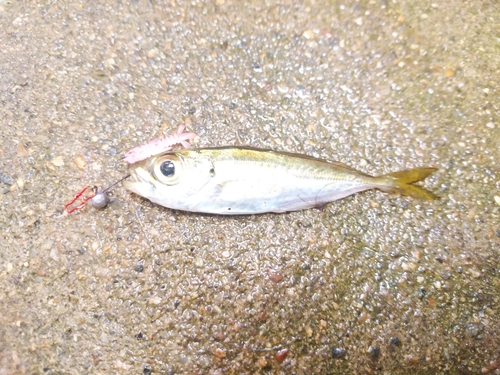 マアジの釣果