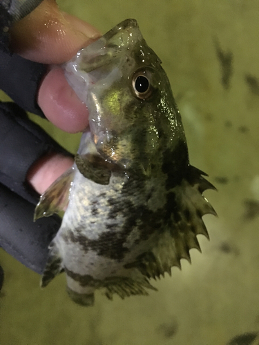 タケノコメバルの釣果