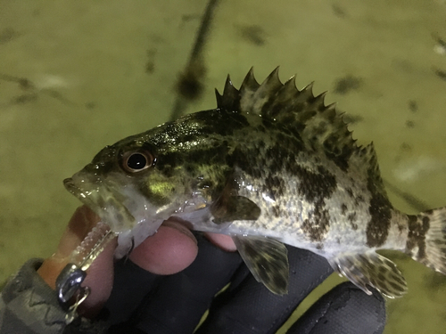 タケノコメバルの釣果