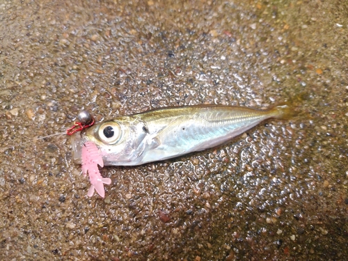 マアジの釣果