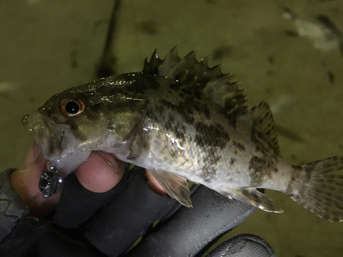 タケノコメバルの釣果