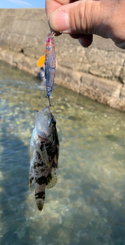 タケノコメバルの釣果