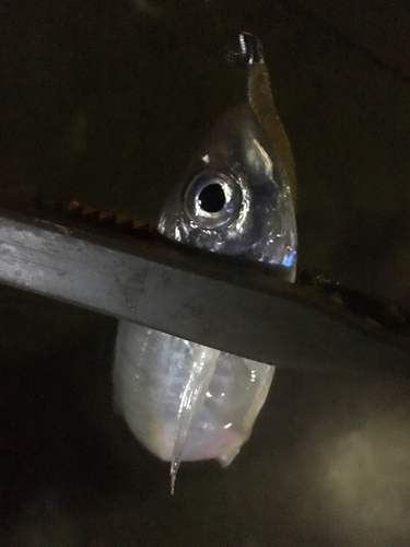 マアジの釣果