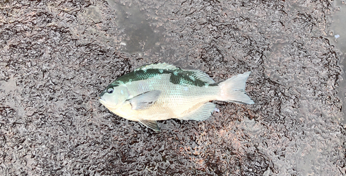 クチブトグレの釣果