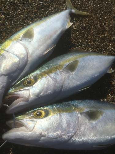 イナダの釣果