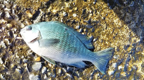 メジナの釣果