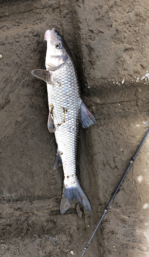 ニゴイの釣果