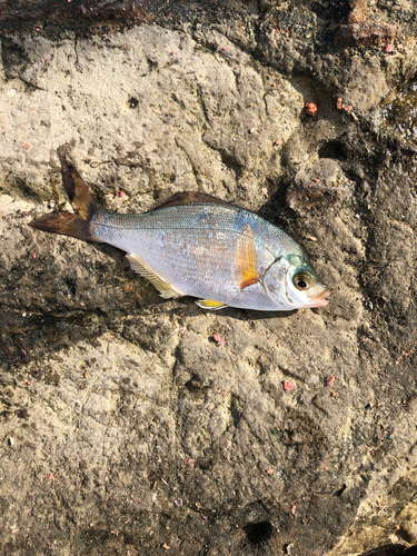 ウミタナゴの釣果