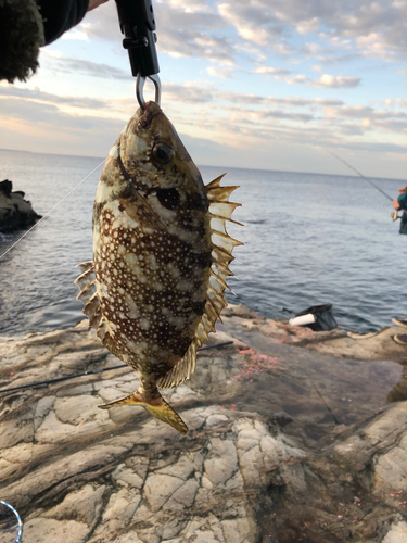 アイゴの釣果