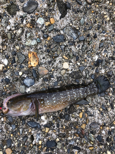 ウロハゼの釣果