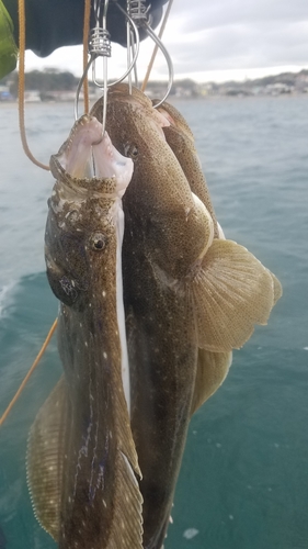 マゴチの釣果