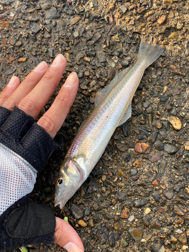 キスの釣果