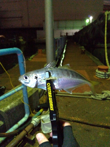 マアジの釣果