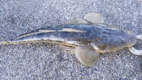 マゴチの釣果