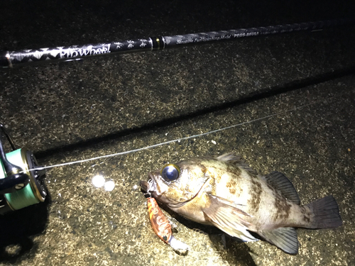 シロメバルの釣果