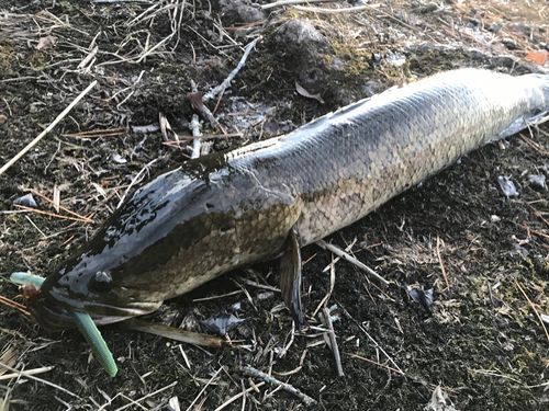 ライギョの釣果