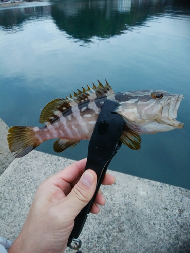 クエの釣果