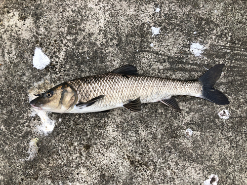 ニゴイの釣果