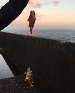 カサゴの釣果