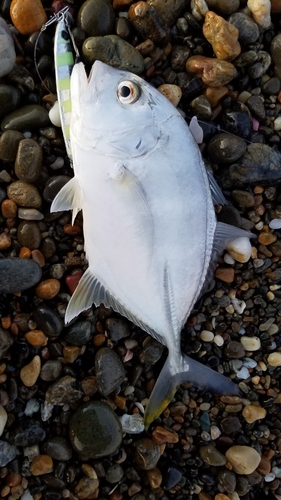 メッキの釣果