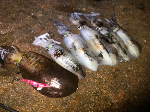 アオリイカの釣果