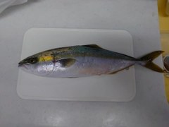 ハマチの釣果